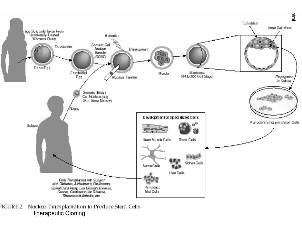 Клон клеток это. Репродуктивное клонирование. Клонирование человека схема. Терапевтическое клонирование схема. Репродуктивное клонирование человека схема.