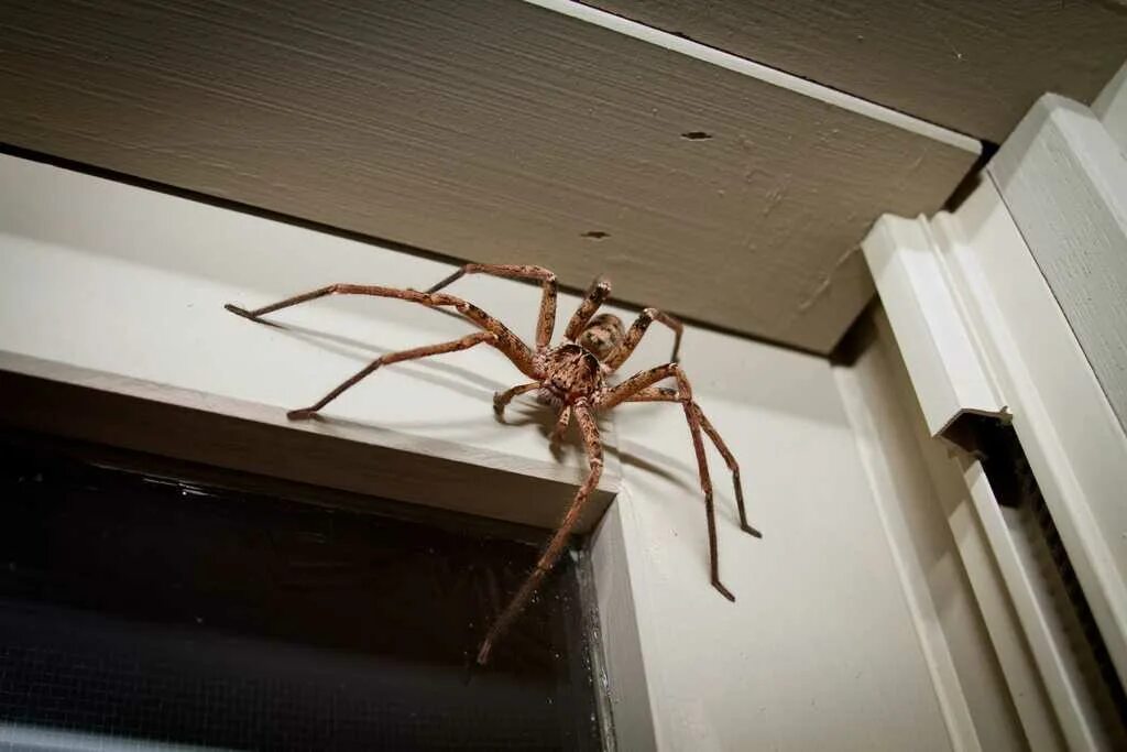 Что значит паук в доме. Паук хантсмен австралии. паук huntsman spider. австралийский паук охотник. огромные пауки в австралии.