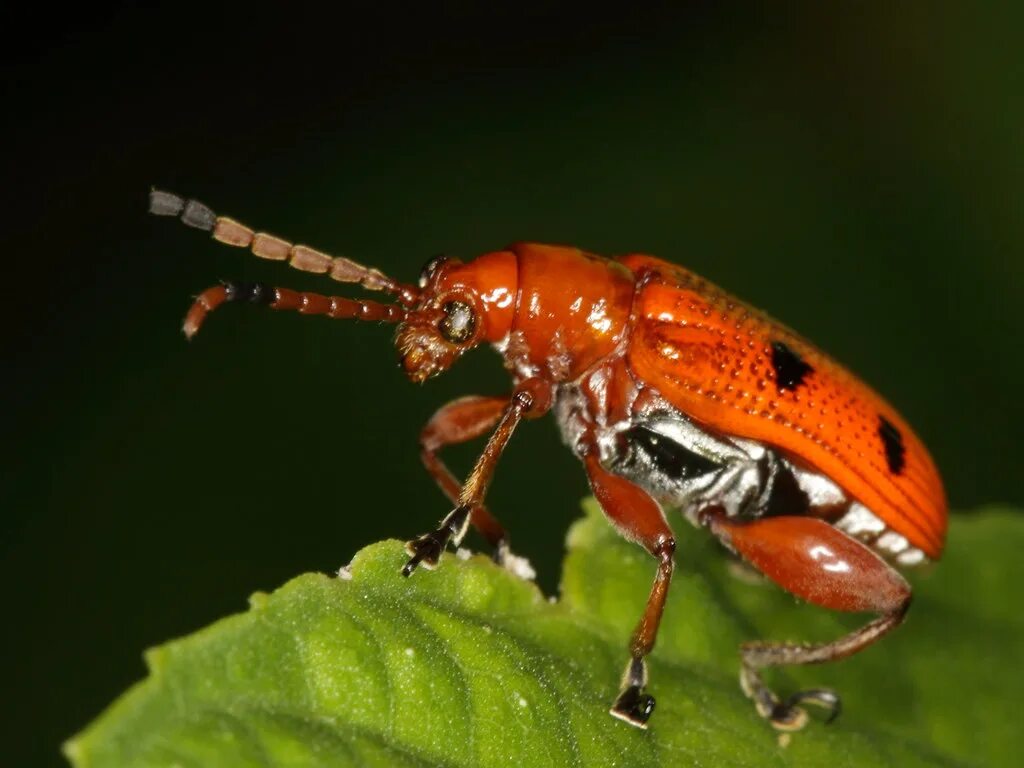Линейный жук. Жук листоед краснокаемчатый. жуки листоеды chrysomelidae трещалка. листоед краснокаемчатый (chrysolina sanguinolenta). азиатский жук листоед.