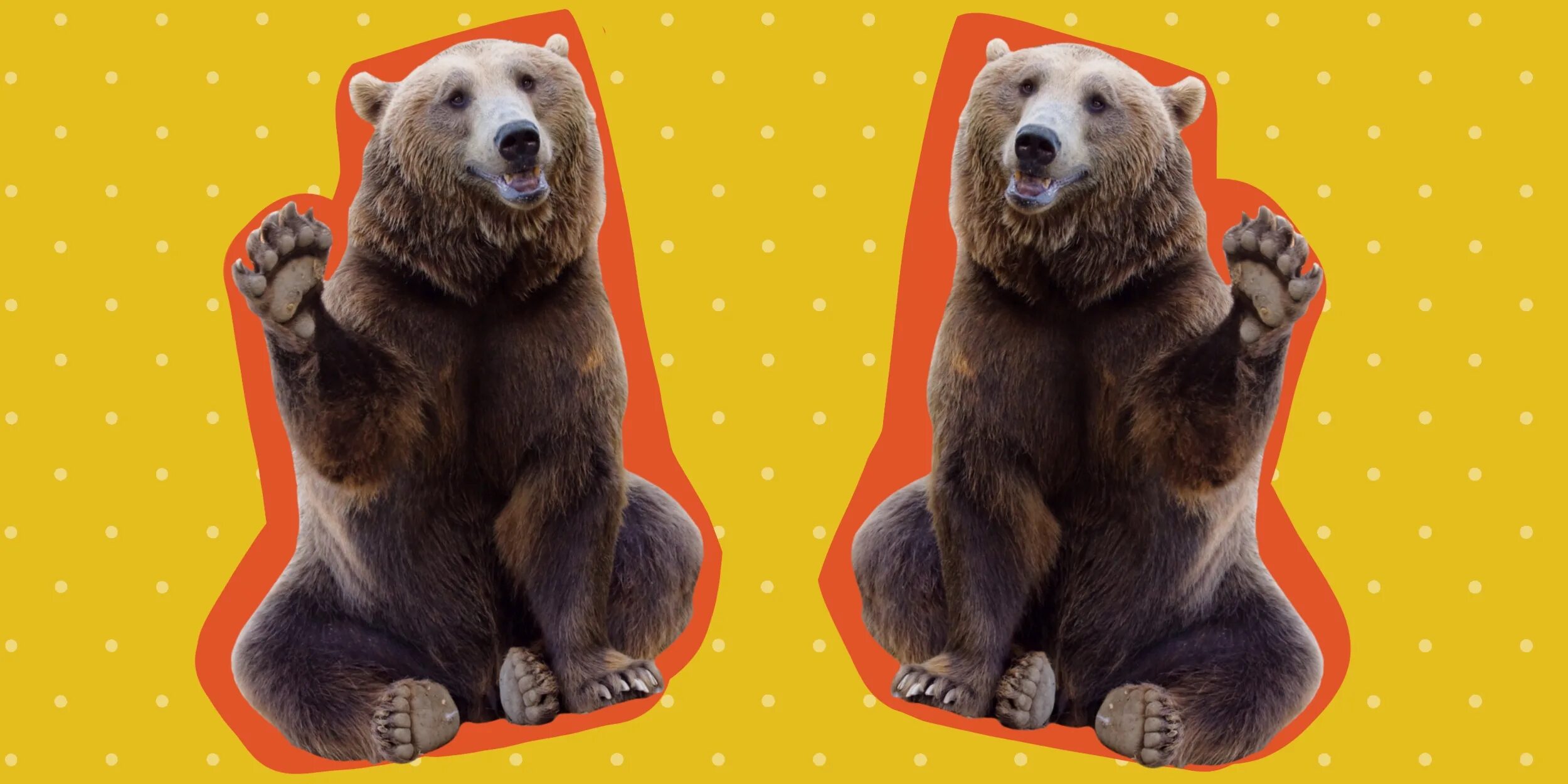Well done bear