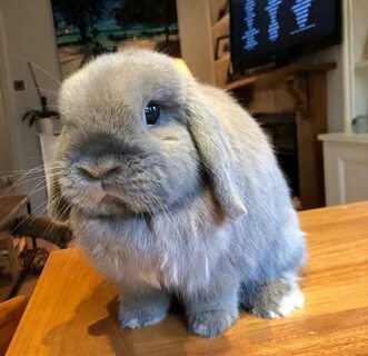 Cute fat rabbit