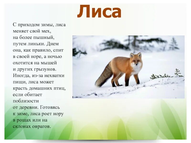 Животные с приходом зимы. Животные с приходом зимы