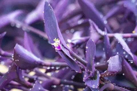 Традесканция purple