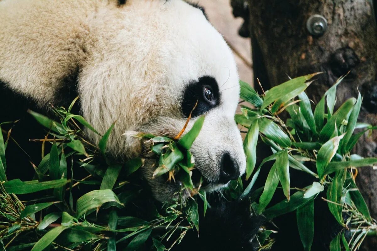 Большая панда что едят. Гигантская Панда. Млекопитающие Панда. Панды в дикой природе. Панда картинки.