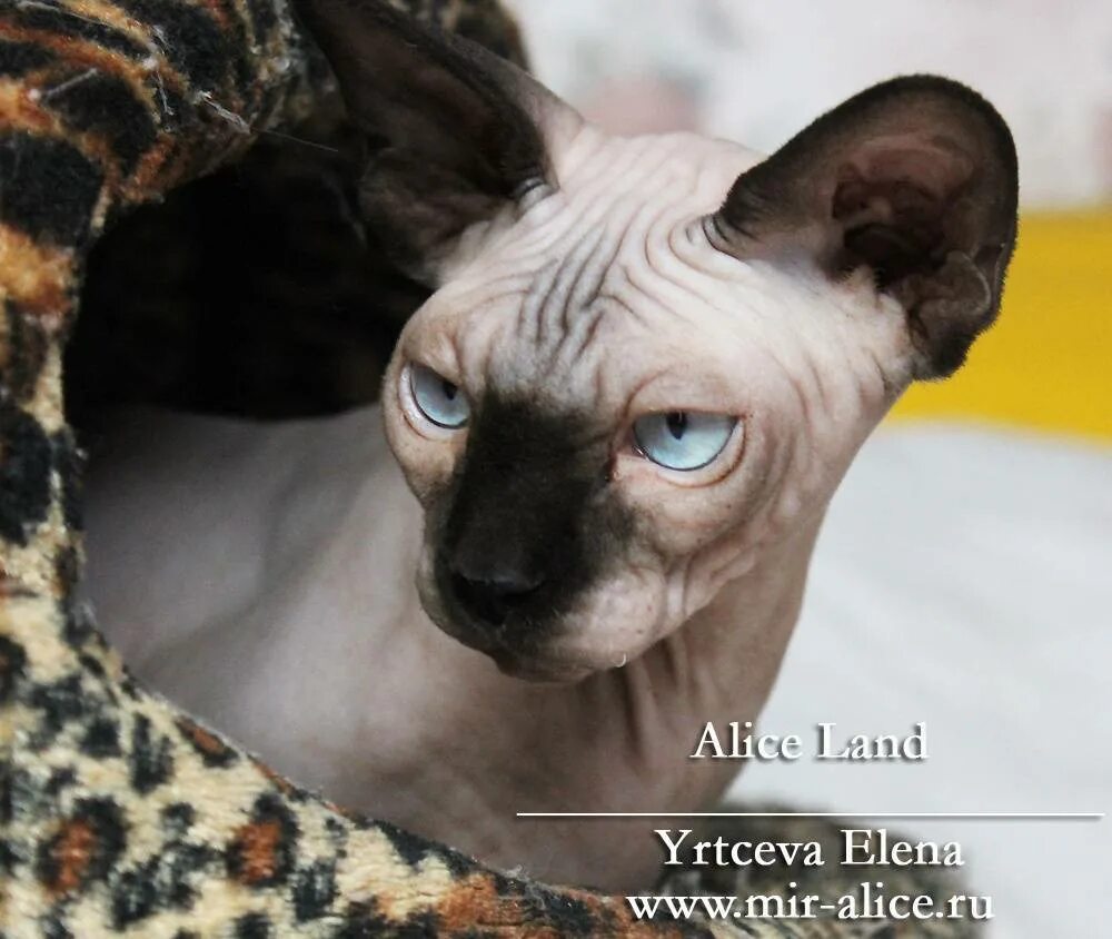 Кличка для сфинкса девочки. Канадский сфинкс. Кличка для сфинкса девочки. Донской сфинкс самец. Кличка для сфинкса девочки.