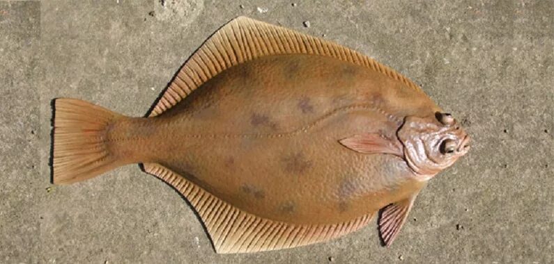 зрачки камбалы. рыбы которые плюются. золотая рыбка звездочет. рыба с двумя глазами. рыбка анаблепс.