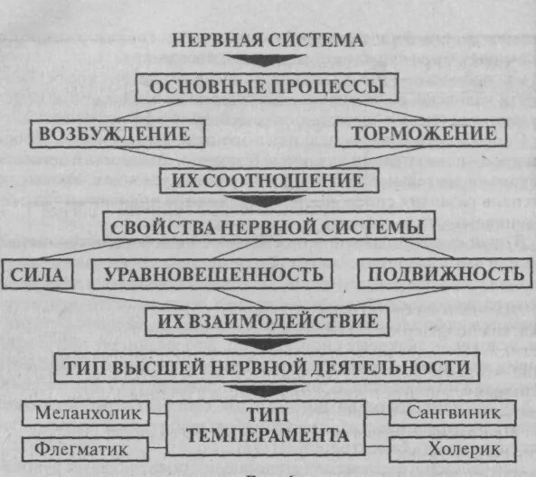 Свойства нервной системы как основа темперамента. Свойства нервных процессов по павлову. соотношение типов внд и темперамента. типы внд по павлову схема. соотношение свойств нервной системы и типов темперамента.
