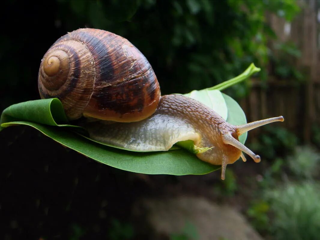 улитка квартиры. микроскопические улитки. сухопутная улитка ахатина. улитка ахатина макро. сухопутная улитка ахатина.