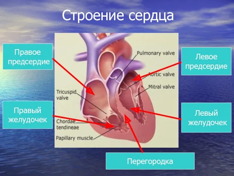 Работа правого предсердия сердца. Правое предсердие сердца анатомия. строение правого предсердия сердца. строение левого предсердия сердца. строение правого предсердия сердца анатомия.