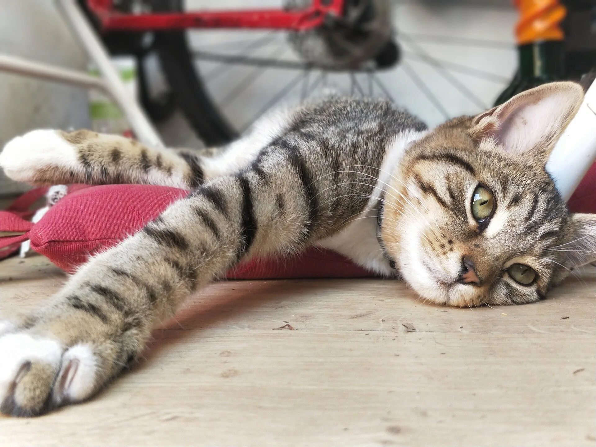 Котенок устал. Уставший кот. котик устал. уставать. кошка устала.