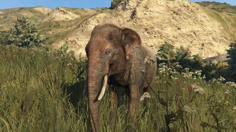 Animal 5