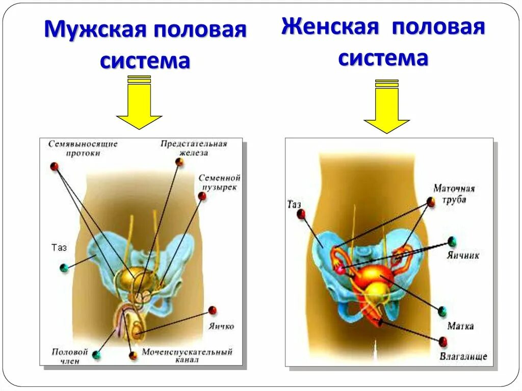 Половые органы строение функции. Строение и функции репродуктивной системы. Схема строения половой системы человека. Строение женских органов спереди. Репродуктивная система человека схема.