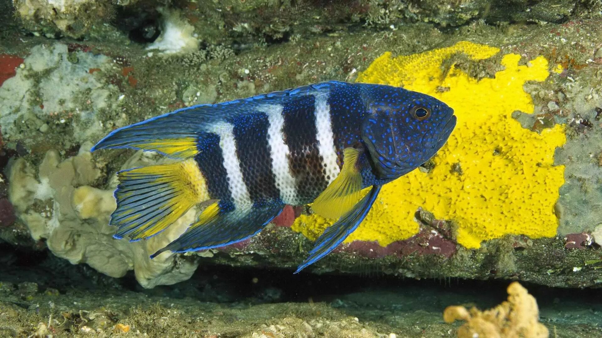 Красное море рыбки полосатики. Полосатая морская рыбка. Полосатые аквариумные рыбки. Желто синяя рыбка.