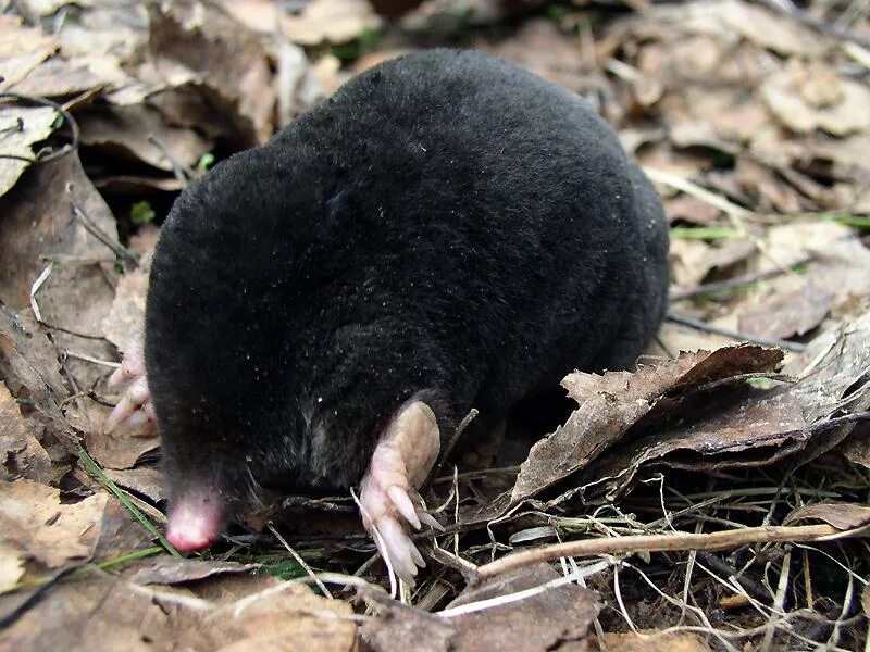 насекомоядных млекопитающих крот. крот обыкновенный (talpa europaea). сибирский крот (talpa altaica). страницы кротов. крот картина маслом.