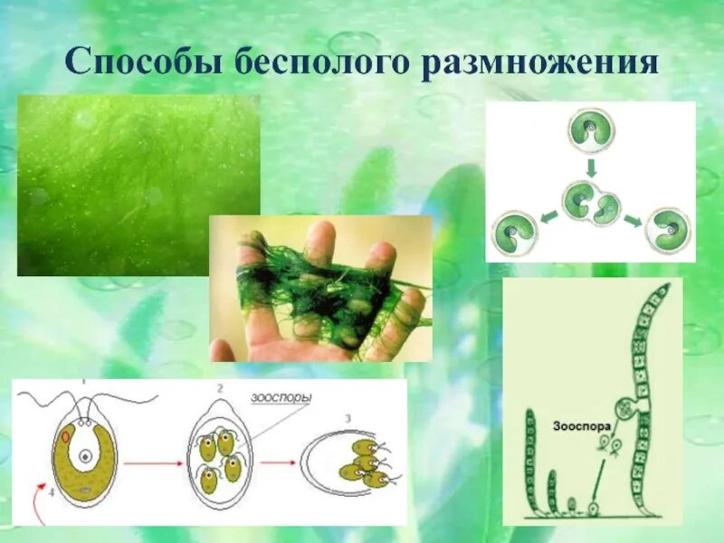 Размножение водоросли биология. Размножение водорослей 7 класс биология. Бесполое размножение водорослей. Одноклеточные водоросли размножаются. Размножение водорослей схема.