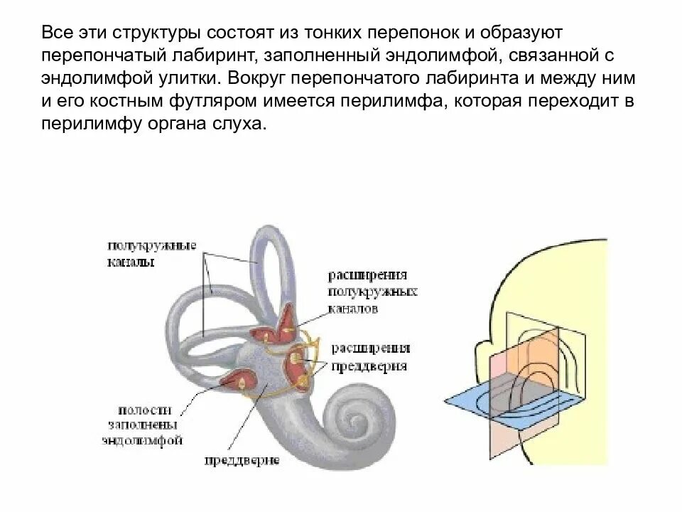 Отолитовый аппарат вестибулярного анализатора. Схема строения вестибулярного анализатора. Функции периферического отдела вестибулярного анализатора. Вестибулярный анализатор строение. Периферический отдел вестибулярного аппарата