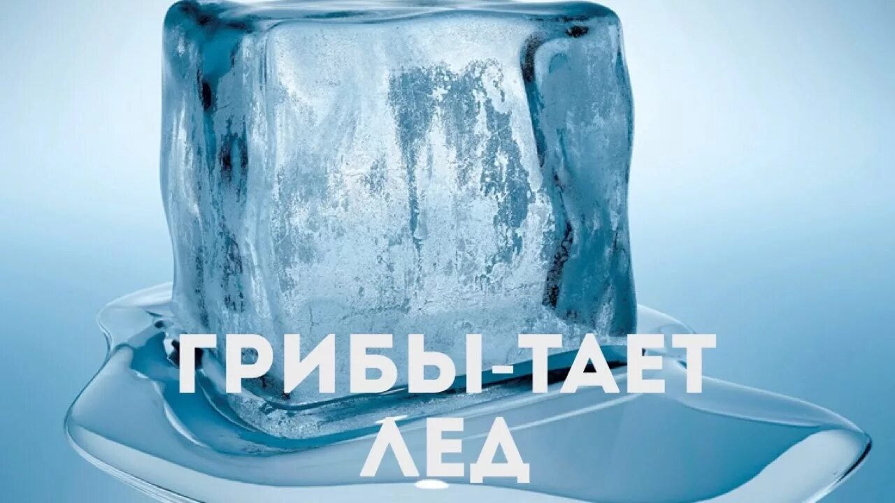 Видео песня тает. Тает лед. Грибы тает лед. Лед растаял. Тающий лед.