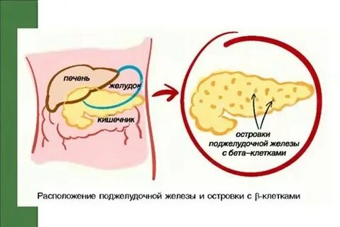 Инсулин островки