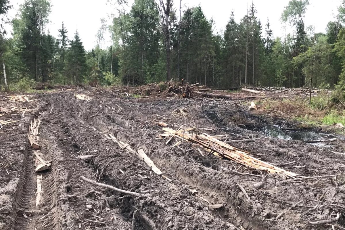 Нарушения по землям сельскохозяйственного назначения