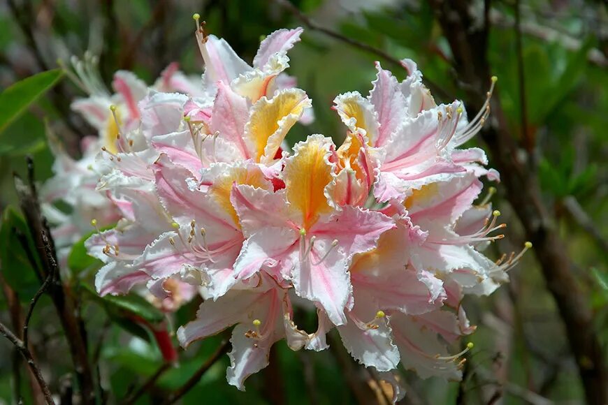 Рододендрон Западный Rhododendron occidentale. Рододендрон в субтропиках. Патахайо фото