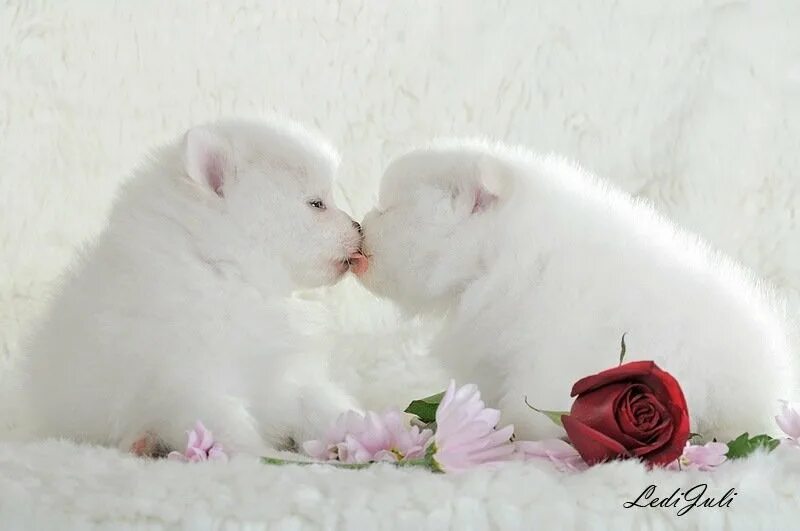 Открытки для любимых девушек. Открытки с нежным поцелуем. Ты мой сладкий. Красивое и нежное стихотворение. Нежная открытка любимой девушке.