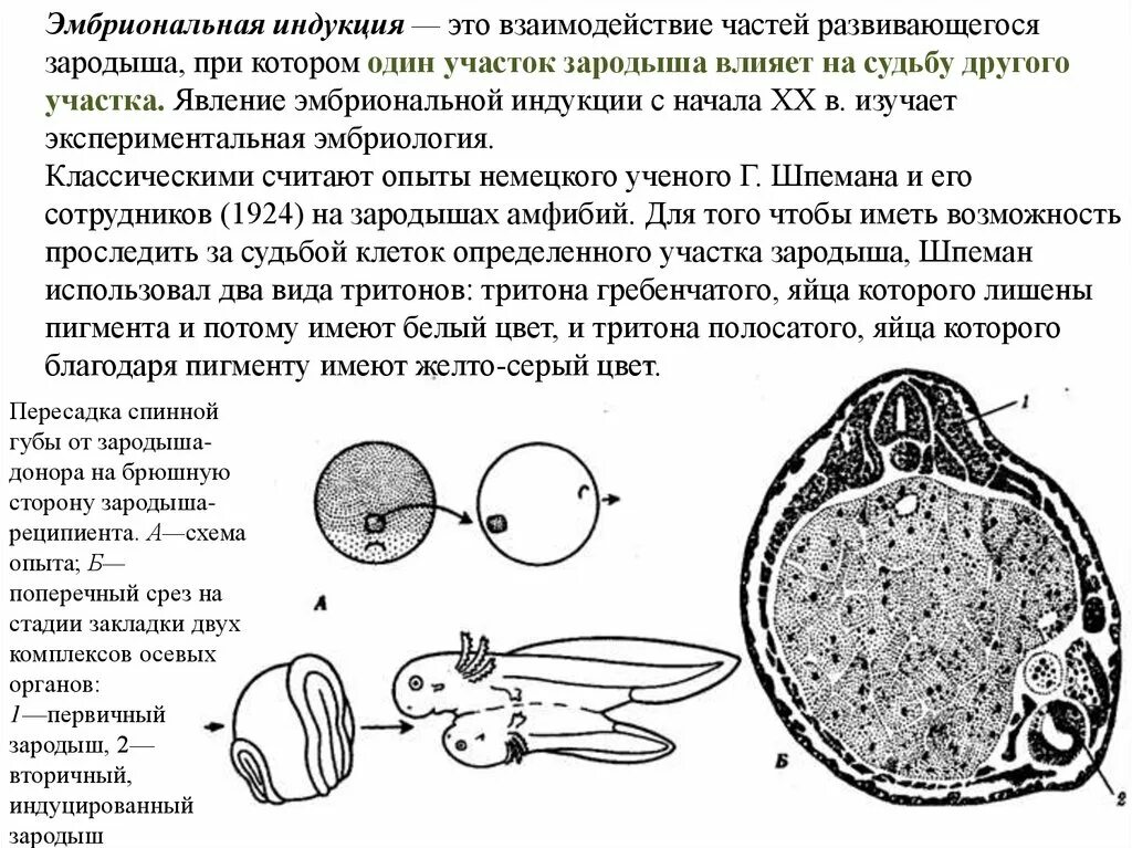 Пересадка ядер клеток эмбрионов. Эмбриональная индукция Шпемана. Опыт Шпемана эмбриональная индукция. Схема первичной эмбриональной индукции. Опыт Шпемана эмбриональная индукция кратко.