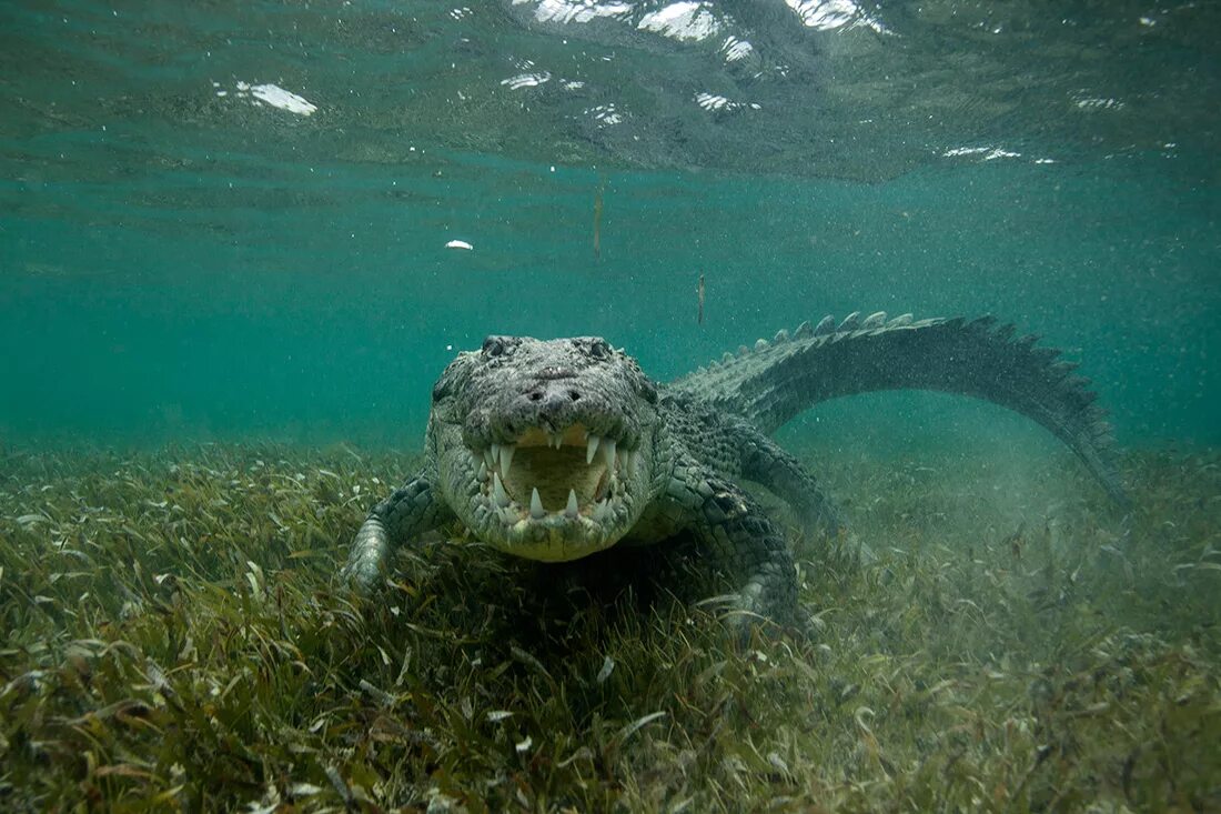 Животные живущие без воды. Гребнистый крокодил в море. Водные хищники. Морские существа. Опасные морские животные.