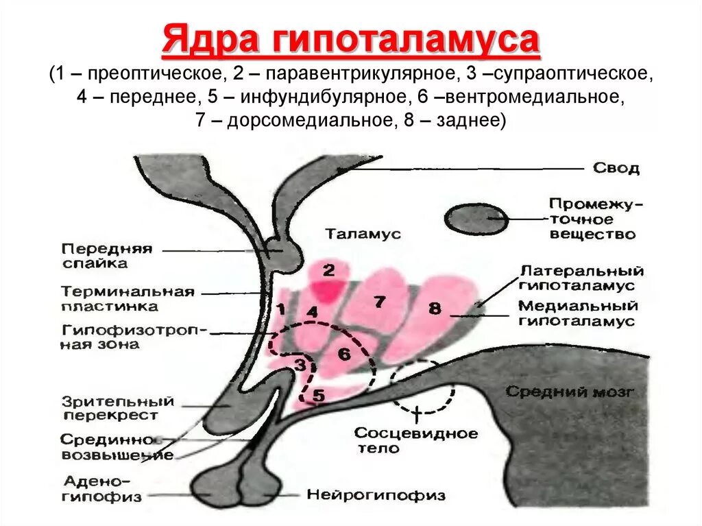 Нейроны ядер гипоталамуса. Ядра переднего отдела гипоталамуса. строение гипоталамуса анатомия ядра. нейросекреторные ядра переднего отдела гипоталамуса. надзрительное ядро гипоталамуса.