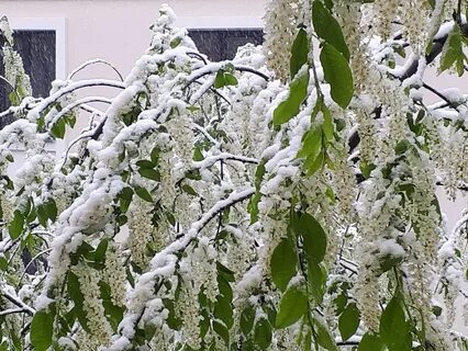 Цветет черемуха к похолоданию