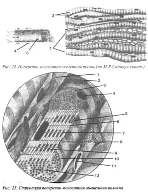 Изображение поперечно полосатой скелетной мышечной ткани. Поперечнополосатая Скелетная мышечная ткань строение. Миофибриллы поперечно-полосатой мышечной ткани. Симпласт поперечно-полосатое мышечное волокно. Поперечно-полосатая Скелетная мышечная ткань языка кролика.