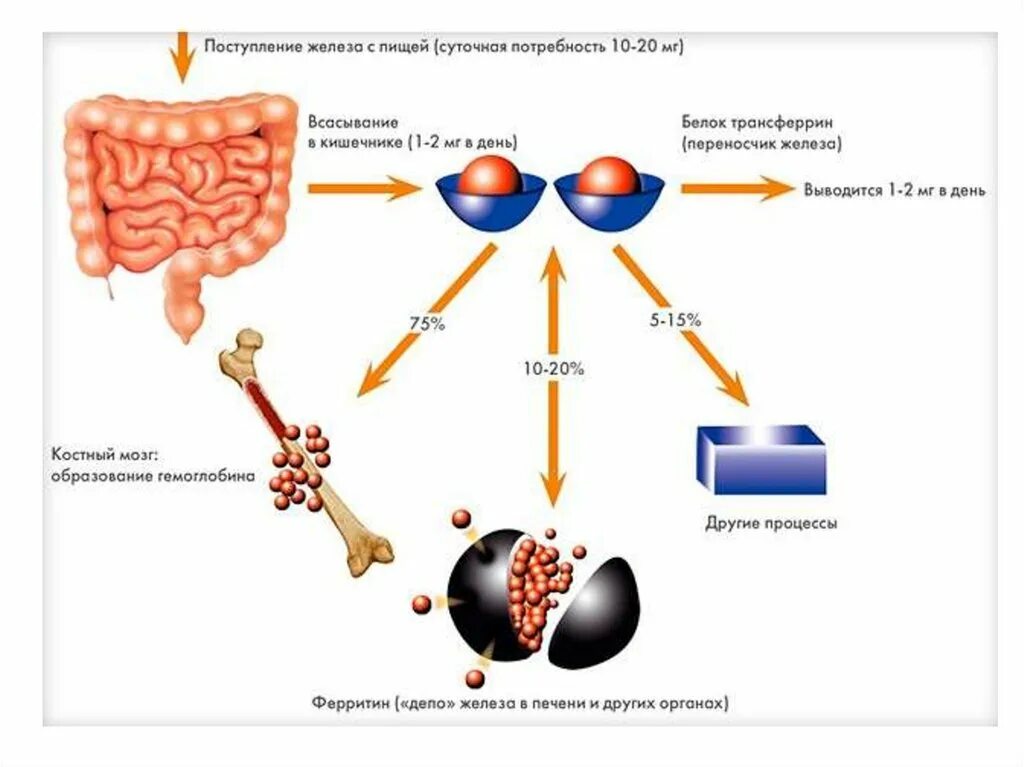 Железо в организме человека его роль. Схема обмена железа в организме человека. Схема всасывания железа в организме. Всасывание железа схема. Схема усвоения железа в организме.
