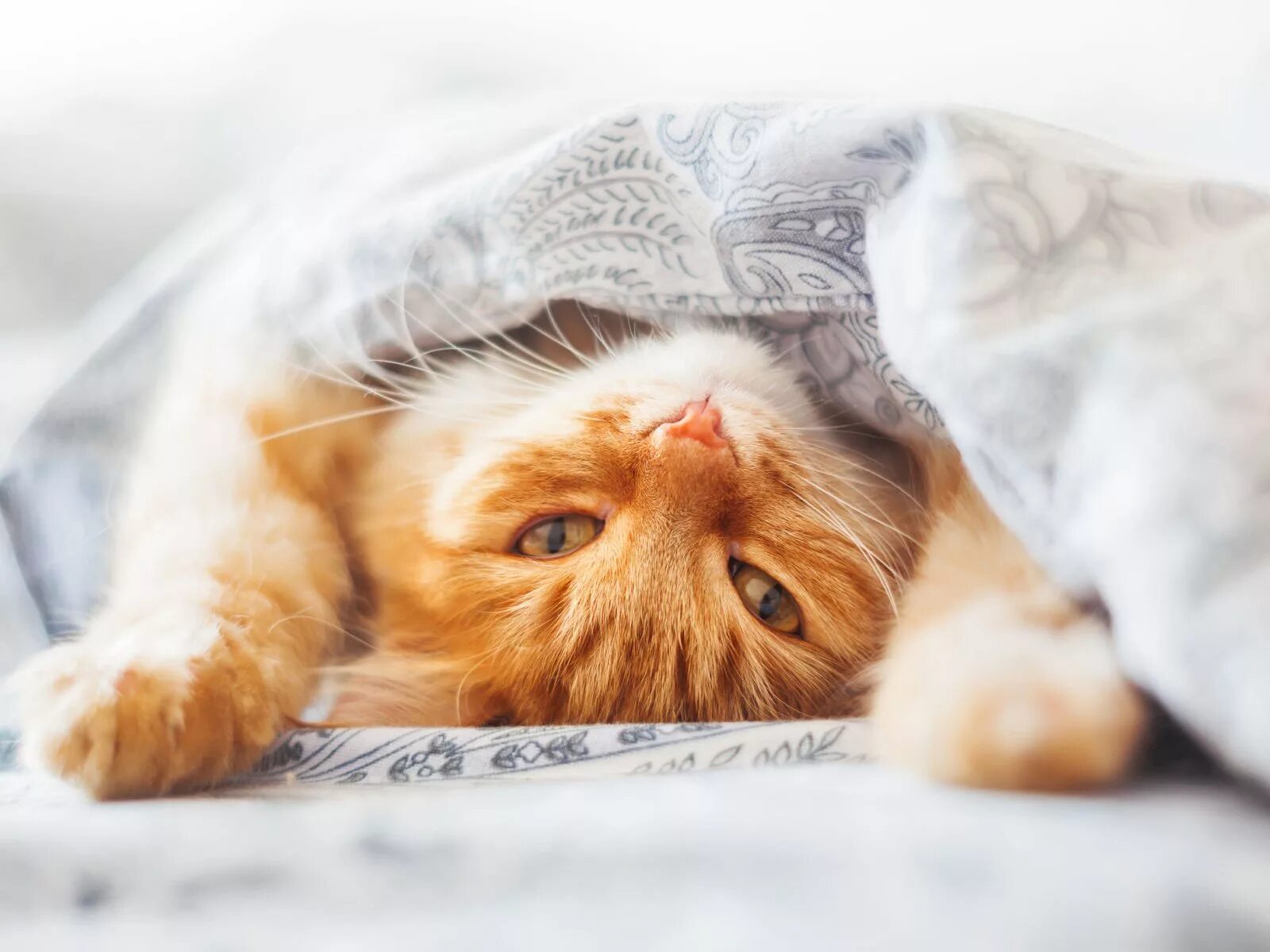 Коты встают утром