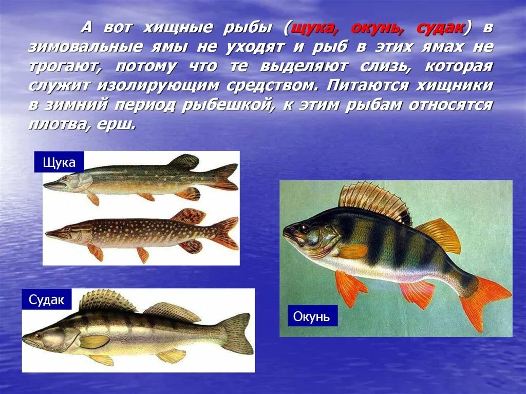 Пищевое отношение между щукой и речным окунем. Рыбы зимуют. Как зимуют рыбы для детей. Зимовка рыб. Картинки как зимуют рыбы.