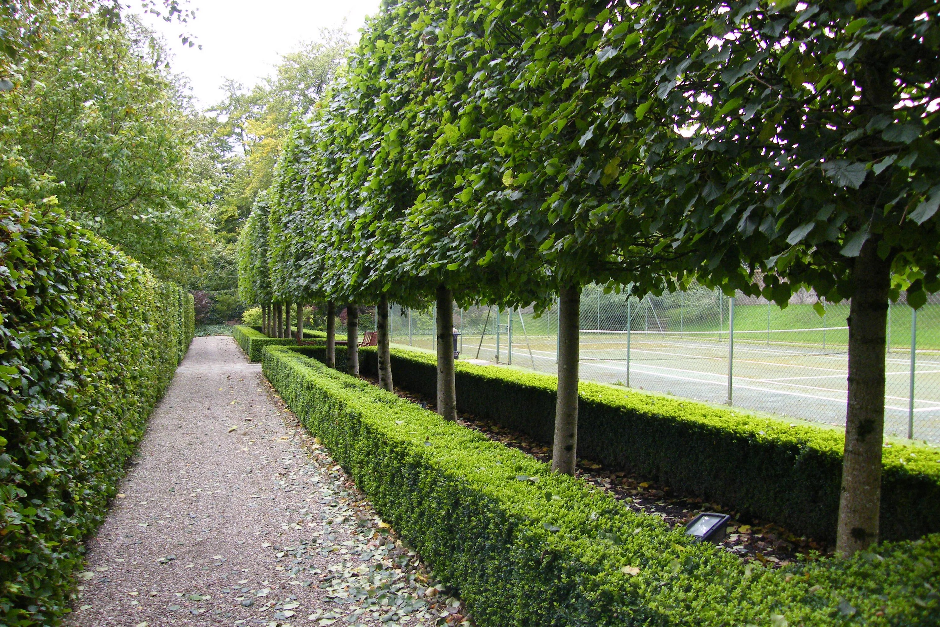 Липа европейская паллида шпалера. Туя смарагд изгородь. Рядовая посадка деревьев. Рядовая посадка деревьев. Клен глобозум изгородь.