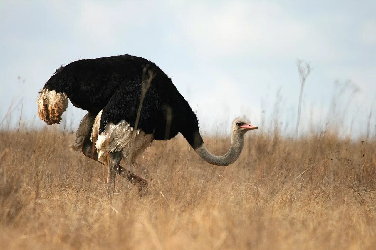 Надотряд страусовые. Острич страус. Африканский страус. Африканский страус самец. Крылья африканского страуса.