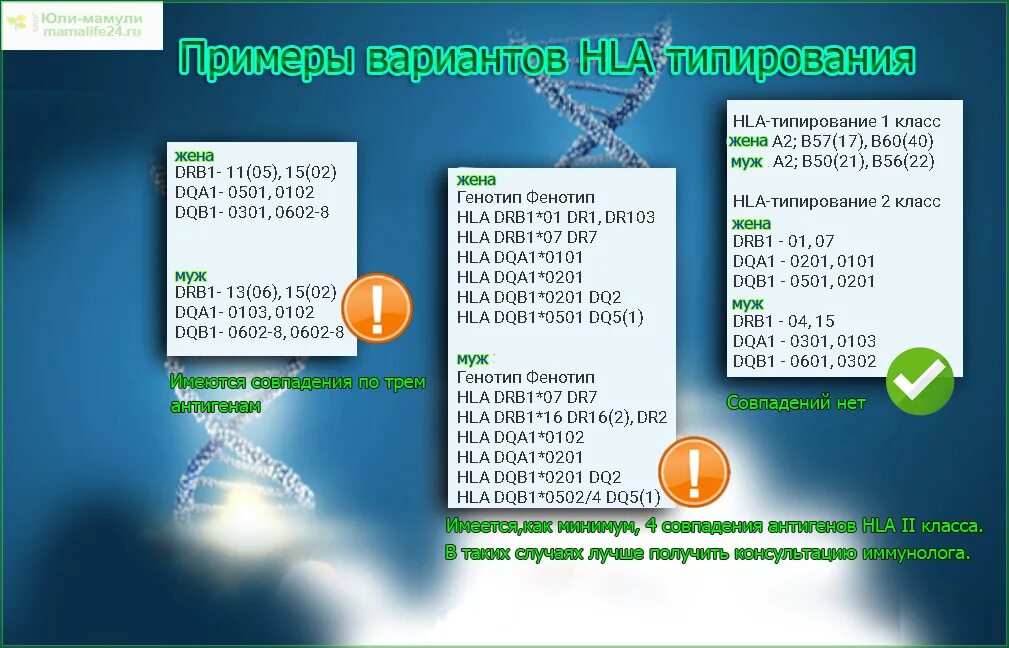 Генотипирование пары. Расшифровка hla типирования 2 класса. типирование генов hla 2 класса. hla генотипирование. hla drb1 расшифровка.