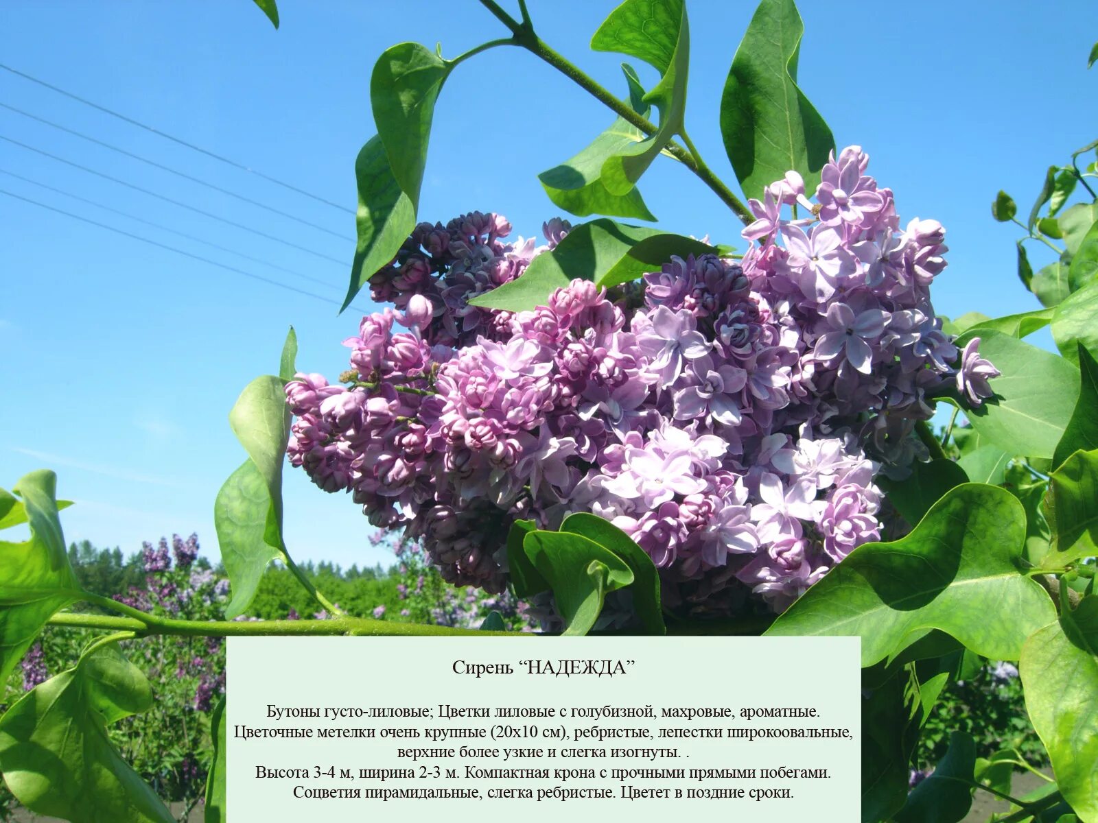 Сирень Syringa vulgaris. Сирень обыкновенная вечерняя Москва.