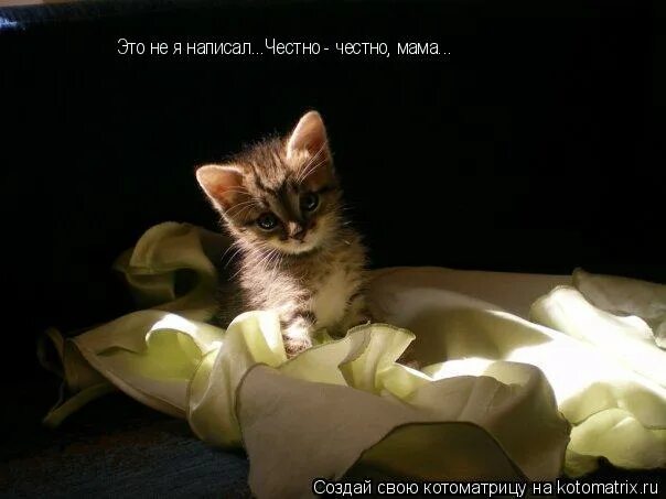 Это я честно написал. Честно честно как пишется. Это я честно написал. Если честно я в шоке. Это я честно написал.