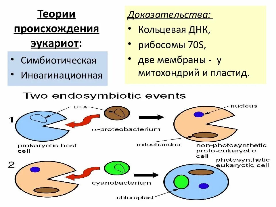 Доказательства симбиотического происхождения эукариот. Схема симбиотического образования эукариотической клетки. Гипотезы происхождения эукариотической клетки. Эволюция клетки симбиотическая теория. Появление эукариотических организмов