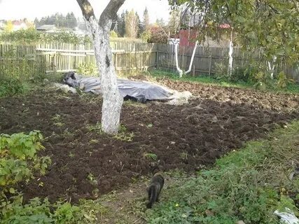 Почему рожь посажена осенью зимой не погибает