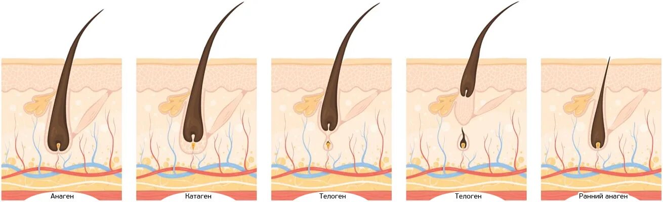 Почему медленно растут волосы на голове. Анаген катаген телоген. Стадии роста волос. Стадии роста волос на теле. Цикл роста волос.