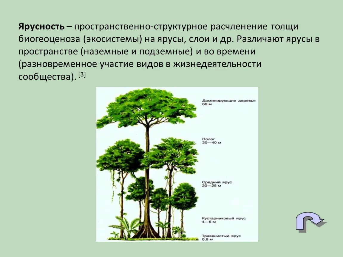 Ярусность в растительном сообществе 7 класс. Ярусность Лесной экосистемы. Ярусность в биоценозе лиственного леса. Ярусность растений это в биологии. Ярусность лесного фитоценоза.