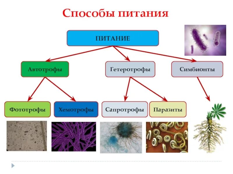 Гетеротрофы автотрофы сапротрофы паразиты симбионты таблица. Схема питания бактерий и грибов. Способы питания паразитов. Питание бактерий грибов и животных схема.