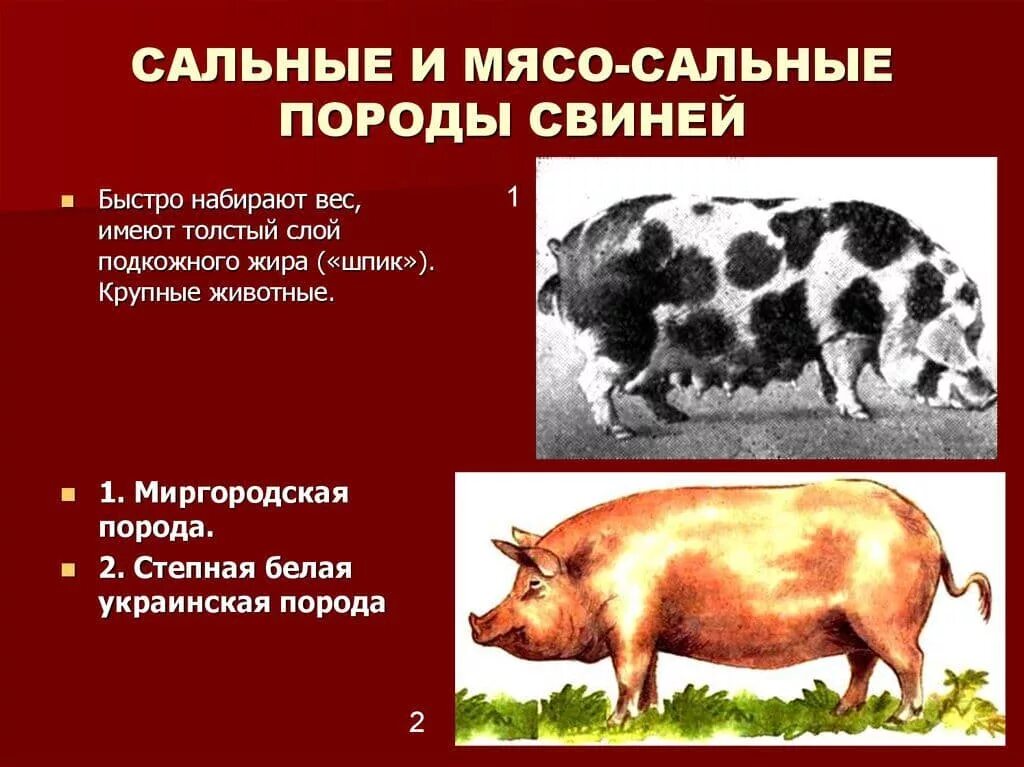 Какая порода поросят. Сальные породы свиней характеристика. Породы свиней мясо сального направления продуктивности. Породы свиней мясные беконные сальные. Назовите породы свиней мясного направления продуктивности.