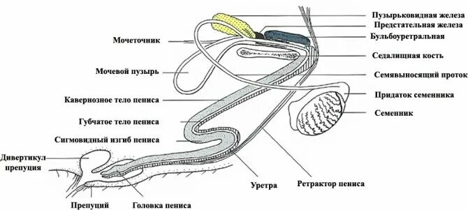 Предстательная железа функции у мужчин. Строение половой системы хряка. Строение половых органов хряка. Строение репродуктивной системы хряка. Строение мочеполового аппарата хряка.