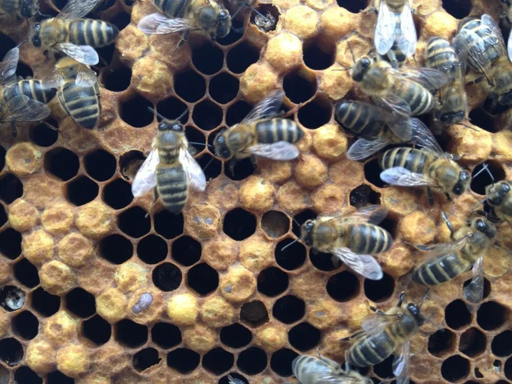 Как еще называют болезнь пчел. Аскосфероз пчел. Болезнь пчел аскосфероз. Болезни расплода пчел. Американский гнилец пчел.