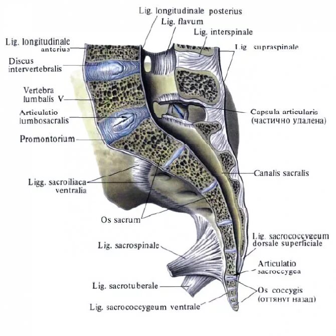 крестцово копчиковый суставные поверхности. крестцово копчиковый сустав тип сустава. кре тцовокопчиковый сустав. копчик тип соединения. копчик тип соединения.