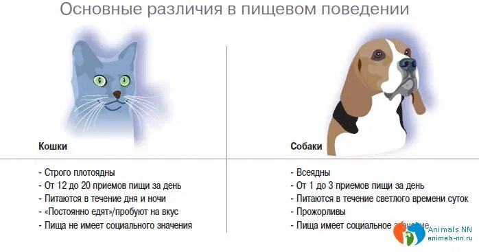 Чем отличается кот. Различия между кошкой и собакой. кто лучше коты или собаки. кошка и собака разница. собаки лучше котов.