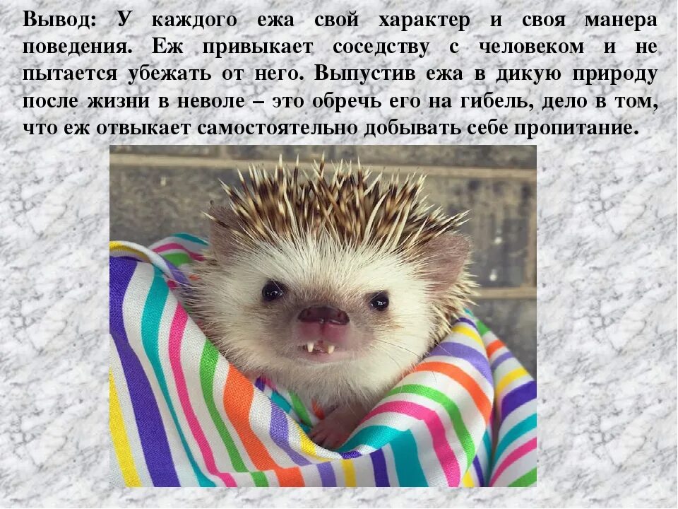 Характер ежика