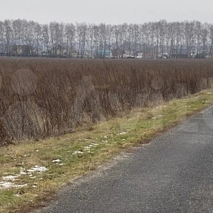 Куплю участок железногорск. Железногорск КП. Разветье Железногорский район Курской области саженцы. Проект Разветье Железногорск Курская область дорога. Деревня Разветье Железногорск Курская область.